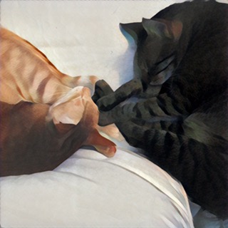 Feline Obsession at MinyHome