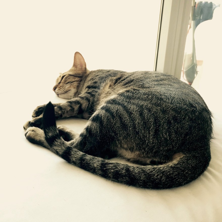 Melchior CatBoy MinyLife